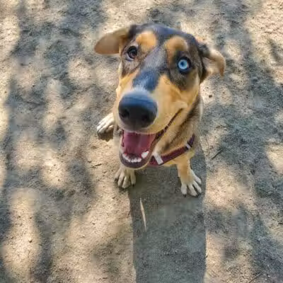 Downtown Spokane Dog Park - Spokane, WA