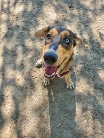 Downtown Spokane Dog Park - Spokane, WA