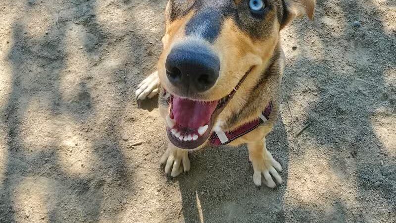 Downtown Spokane Dog Park - Spokane, WA