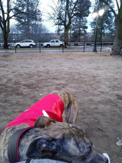 Downtown Spokane Dog Park - Spokane, WA