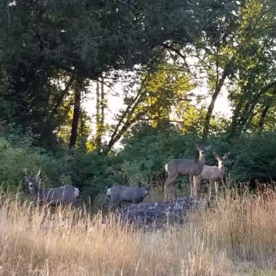 Drumheller Springs Park - Spokane, WA