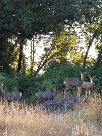 Drumheller Springs Park - Spokane, WA