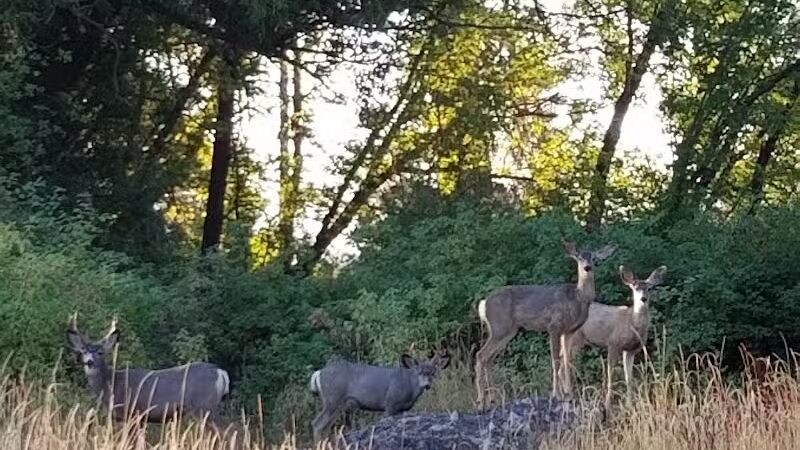 Drumheller Springs Park - Spokane, WA