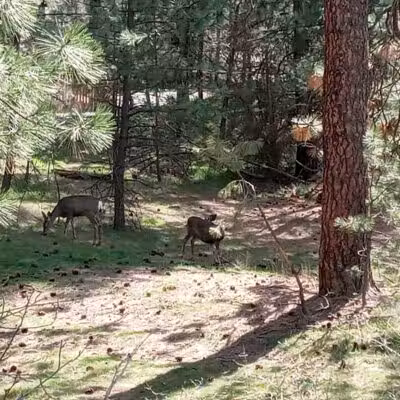 Drumheller Springs Park - Spokane, WA