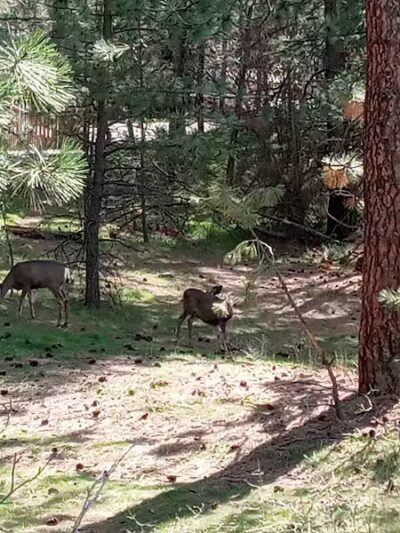 Drumheller Springs Park - Spokane, WA