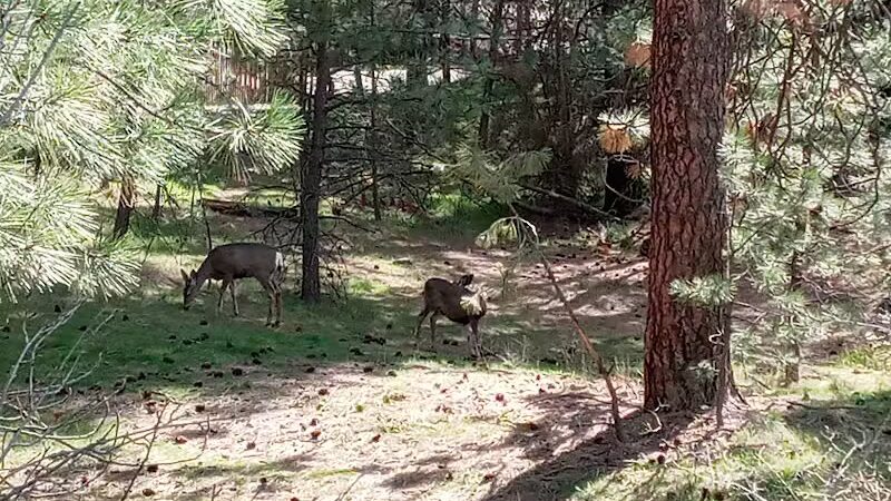 Drumheller Springs Park - Spokane, WA