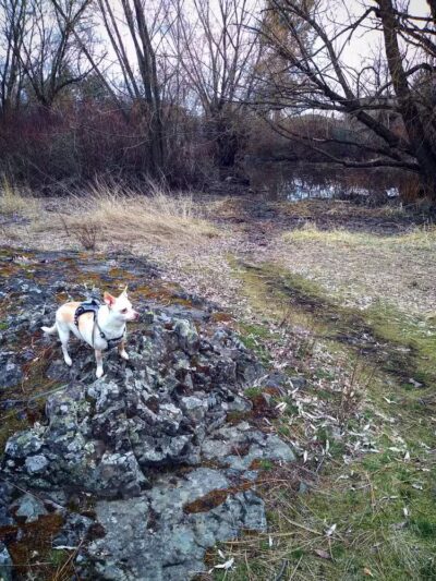 Drumheller Springs Park - Spokane, WA