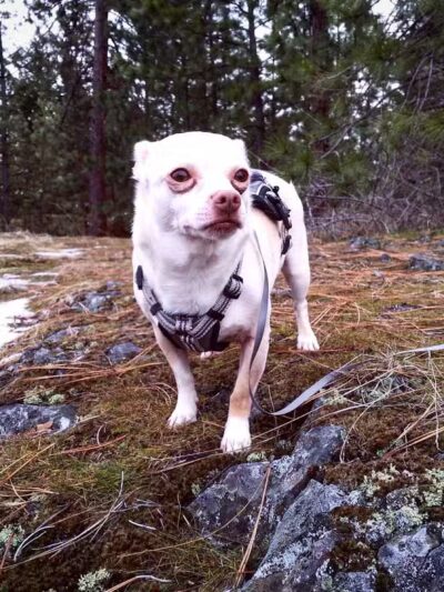 Drumheller Springs Park - Spokane, WA