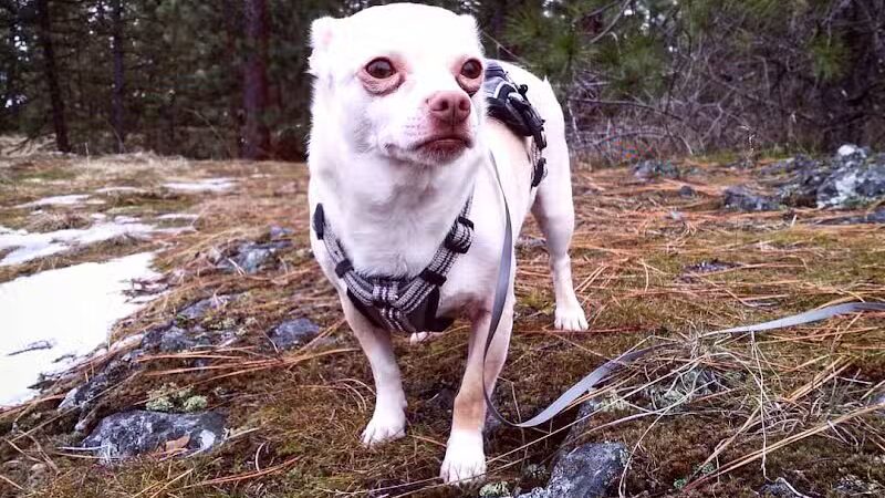 Drumheller Springs Park - Spokane, WA