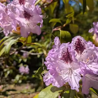 Finch Arboretum Woodland Center - Spokane, WA