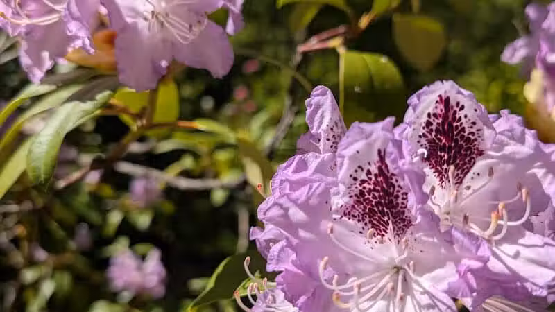 Finch Arboretum Woodland Center - Spokane, WA