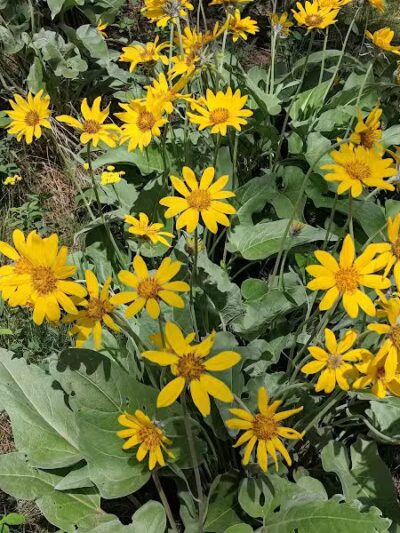 Hamblen Park - Spokane, WA