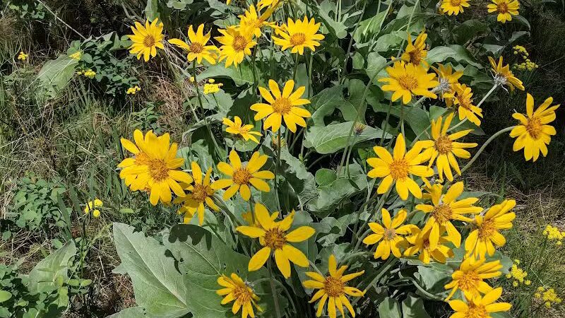 Hamblen Park - Spokane, WA