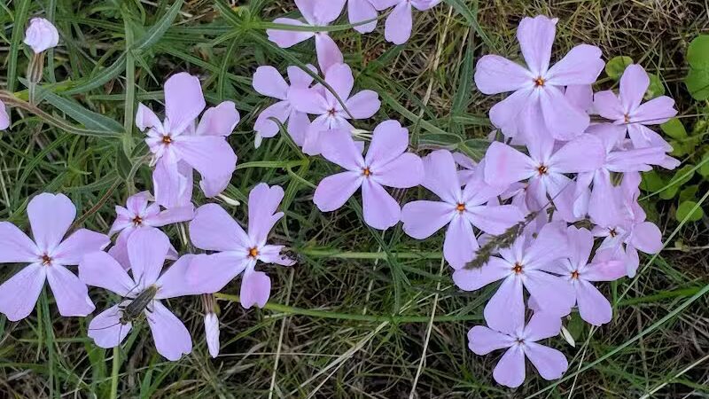 Hamblen Park - Spokane, WA