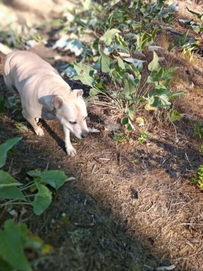 Hamblen Park - Spokane, WA