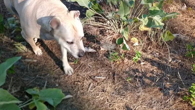 Hamblen Park - Spokane, WA