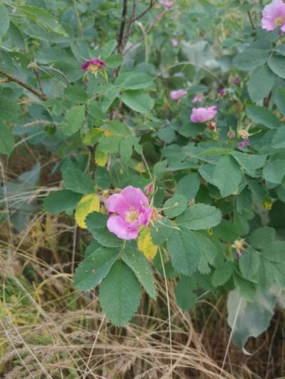 Hamblen Park - Spokane, WA