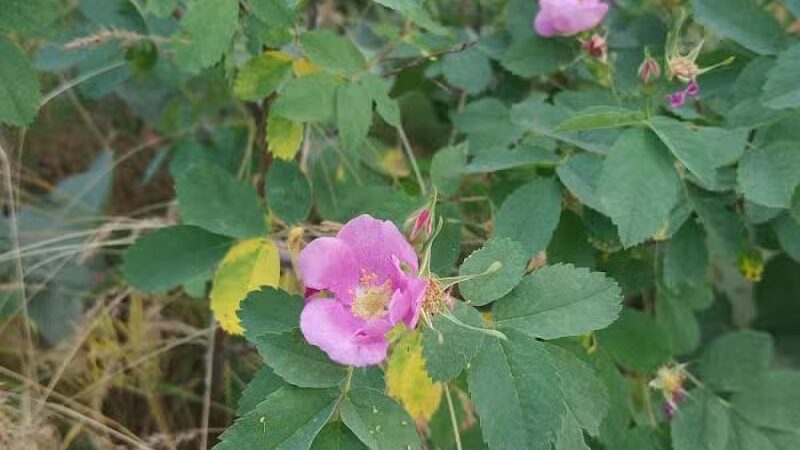 Hamblen Park - Spokane, WA