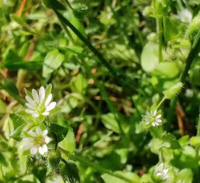Hamblen Park - Spokane, WA