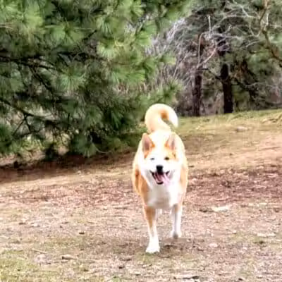 High Bridge Dog Park - Spokane, WA