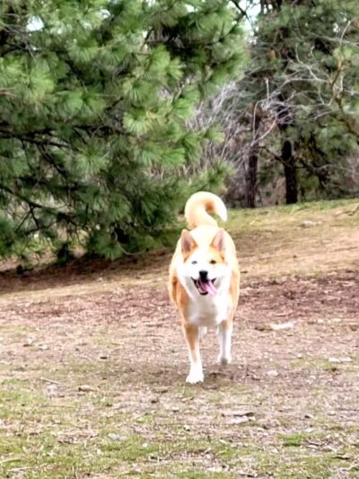 High Bridge Dog Park - Spokane, WA