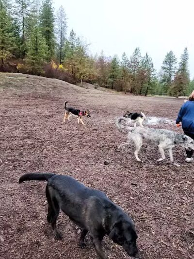 High Bridge Dog Park - Spokane, WA
