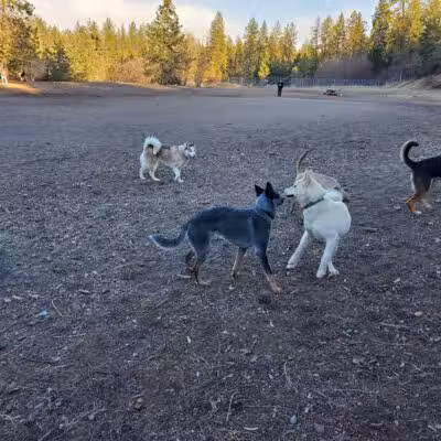 High Bridge Dog Park - Spokane, WA