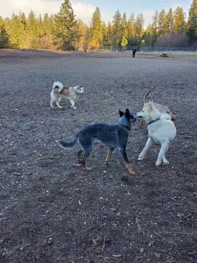 High Bridge Dog Park - Spokane, WA