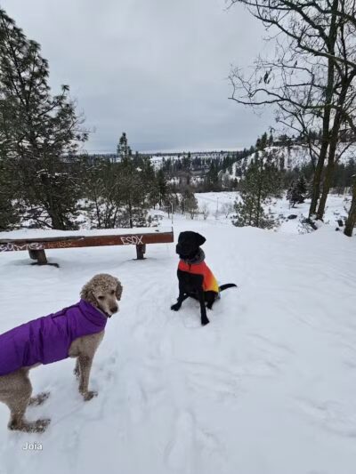 High Bridge Dog Park - Spokane, WA