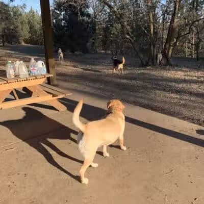 High Bridge Dog Park - Spokane, WA