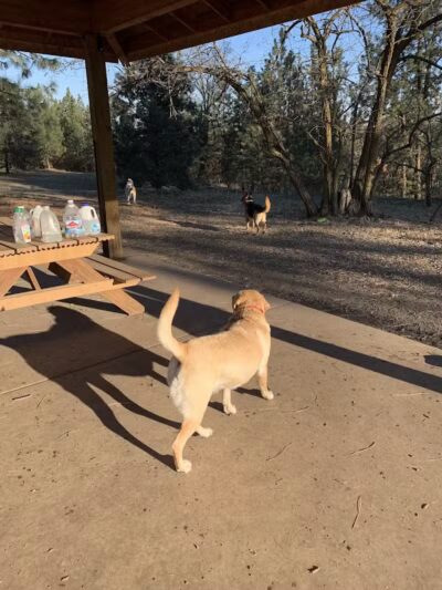 High Bridge Dog Park - Spokane, WA