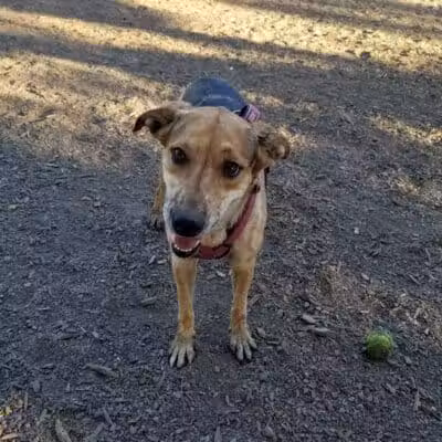 High Bridge Dog Park - Spokane, WA