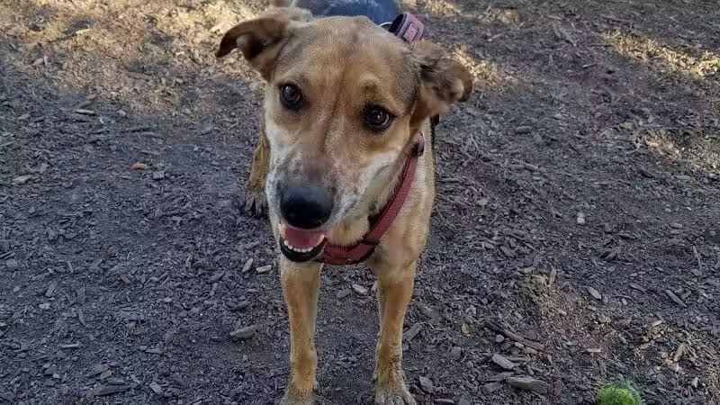 High Bridge Dog Park - Spokane, WA
