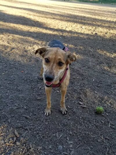 High Bridge Dog Park - Spokane, WA
