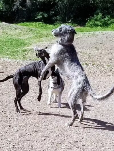 High Bridge Dog Park - Spokane, WA