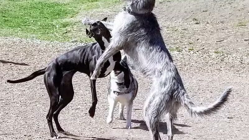 High Bridge Dog Park - Spokane, WA