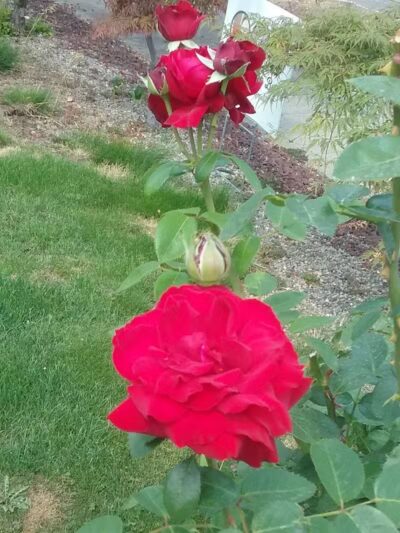 Kehoe Park - Spokane, WA