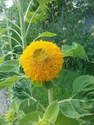 Kehoe Park - Spokane, WA