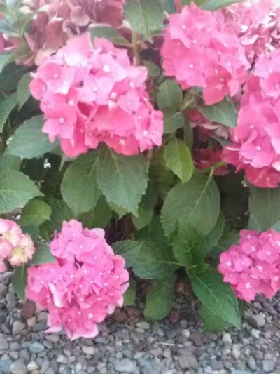 Kehoe Park - Spokane, WA