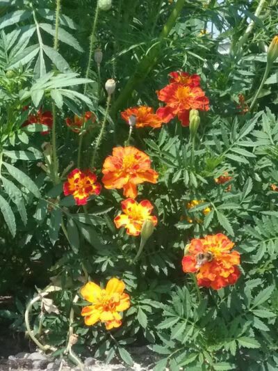 Kehoe Park - Spokane, WA