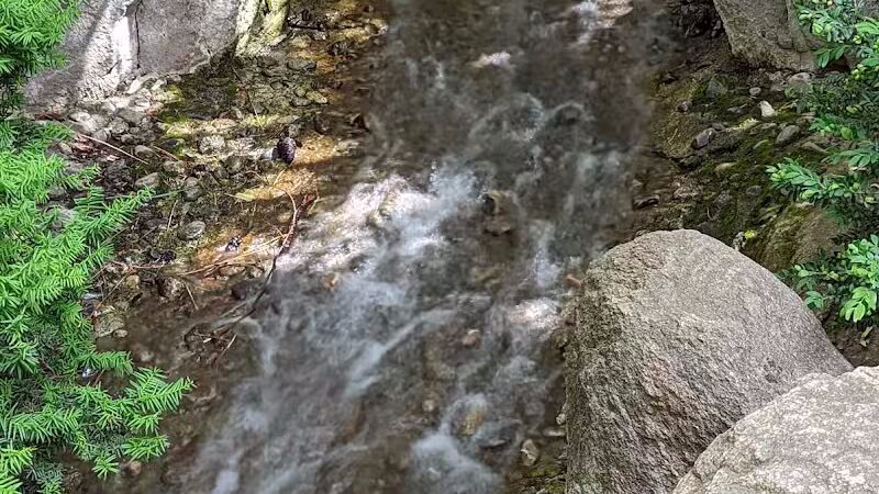 Manito Park - Spokane, WA