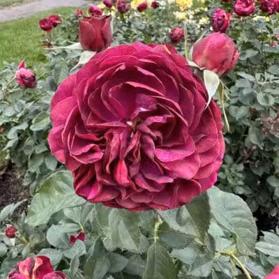 Rose Hill - Spokane, WA