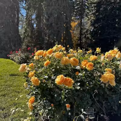 Rose Hill - Spokane, WA
