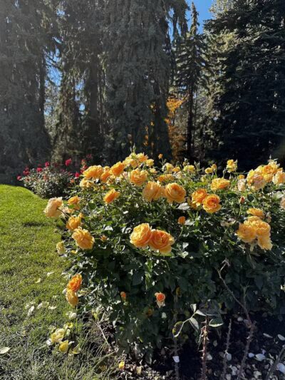 Rose Hill - Spokane, WA