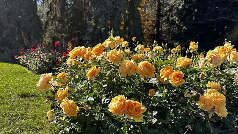 Rose Hill - Spokane, WA