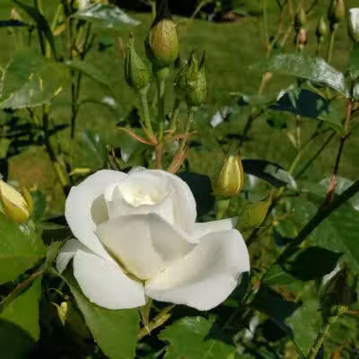 Rose Hill - Spokane, WA