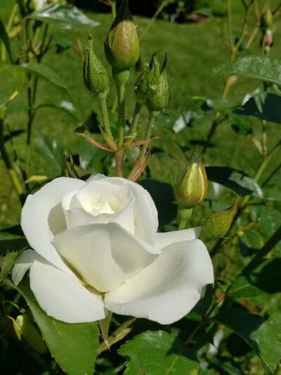 Rose Hill - Spokane, WA