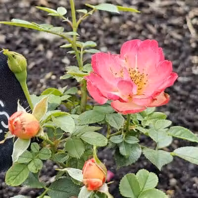 Rose Hill - Spokane, WA