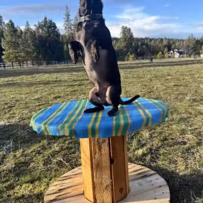 Sniff Spot Dog Park - Spokane, WA