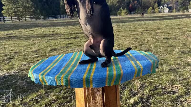 Sniff Spot Dog Park - Spokane, WA